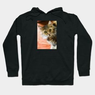 Look at those eyes cat Hoodie